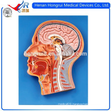 ISO 3-D Median Section of Human Head Model